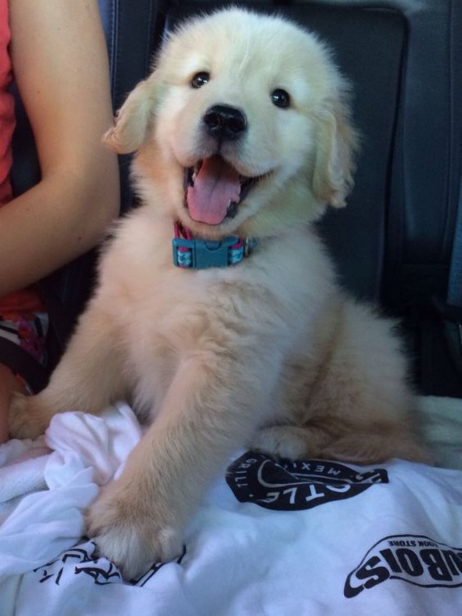 ☆びーぐる犬☆ さま専用 Amazon.co.jp: Mr.Z 1/6 サイズ ビーグル 子犬 可愛い 犬 動物 リアル