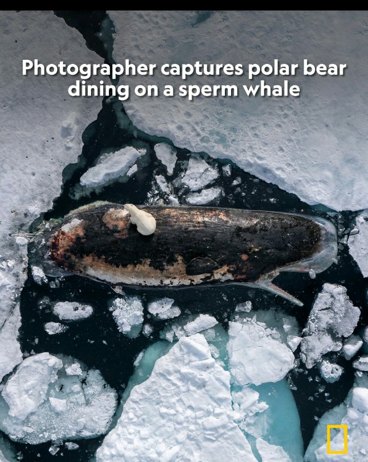 MrQuizMaster's tweet photo. #NaturePhotography #NatureBeauty #NatureFacts #photography #polarbear #Whale https://t.co/JWAk2UlEle