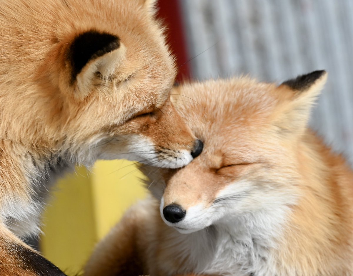 ぱうばう tweet media