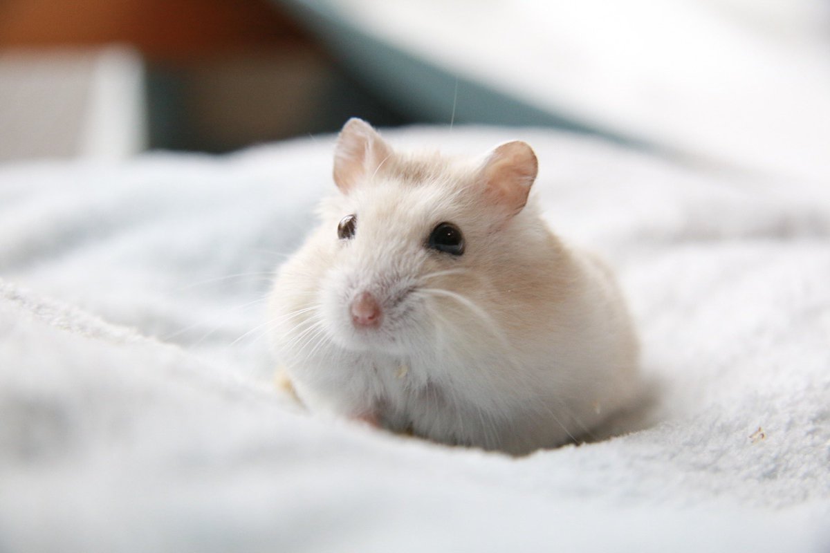 平 ハムスター tweet media