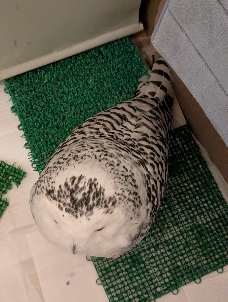 popo_owl's tweet photo. おしゃかな🐟️ https://t.co/6U0hL7llA0