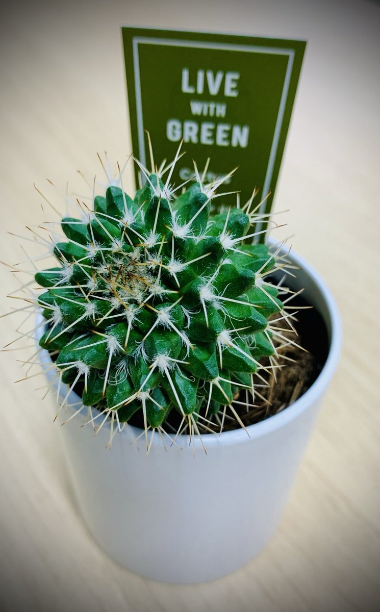 サボテン サボテンの寄せ植え Table-S | 観葉植物の通販 AND PLANTS (アンド