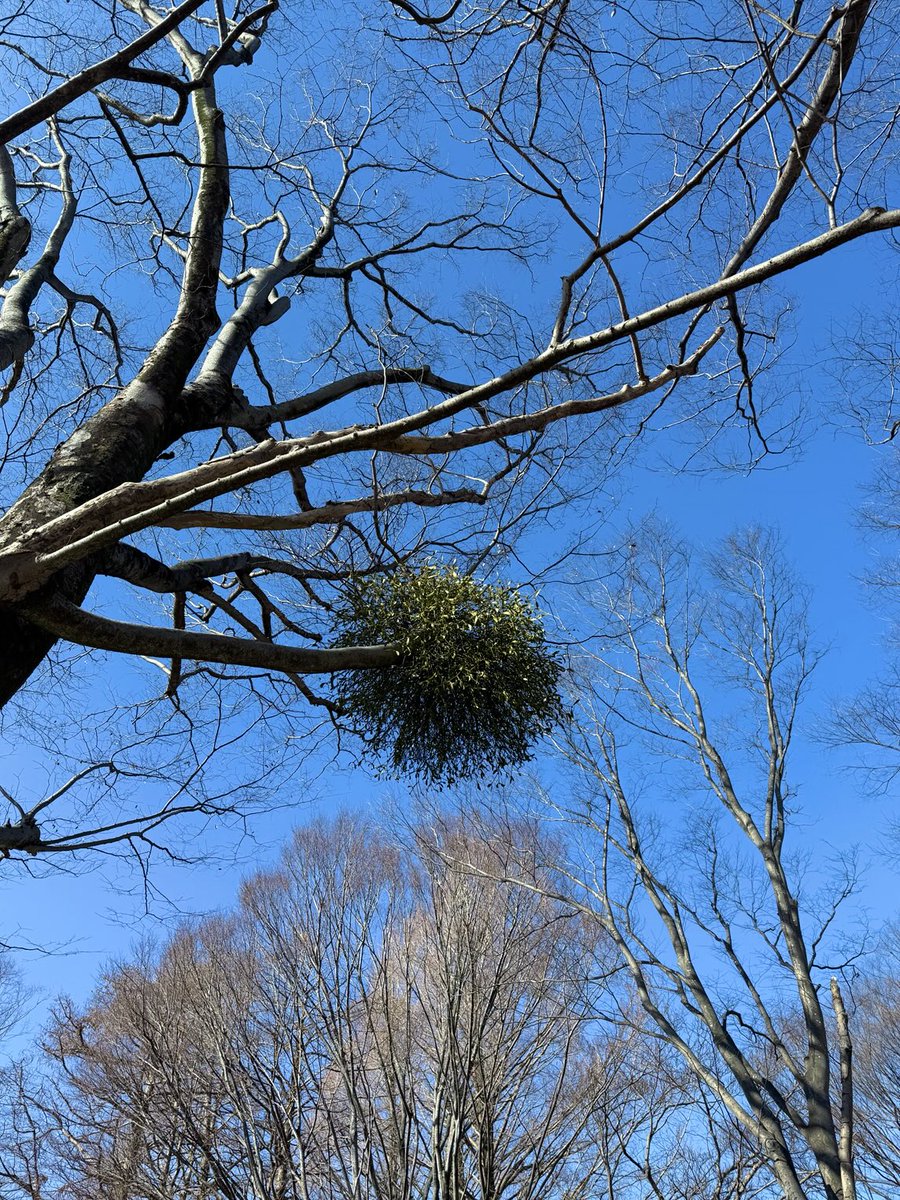 ハナ／若本衣織𓅿𓅿𓅿 (@hana922) / Posts and Replies / X