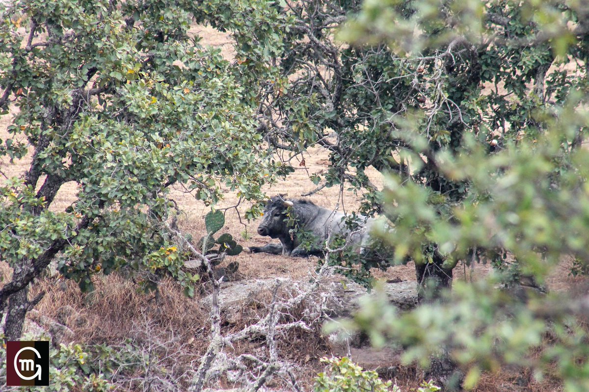 Hace un par de días posteaba una imagen de un paisaje pero aquí el zoom al toro en esa imagen. Con ese privilegio vive el toro de lidia. Buen fin de semana a todos. #lavidadeltoroenelcampo