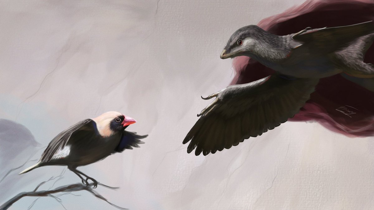 salmonartist1's tweet image. the creation of avian