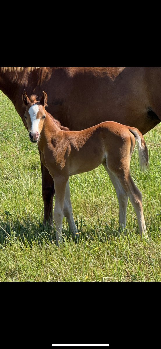 2025 Sport Pony Filly, Crown Ridge Wish Upon a Star EE, aka Tinkerbelle is a lovely chestnut filly with a gorgeous blaze. She will mature to be top of the line medium. She is up to date on all vaccinations and she loads on a trailer nicely. She has been… dlvr.it/TQWdSl