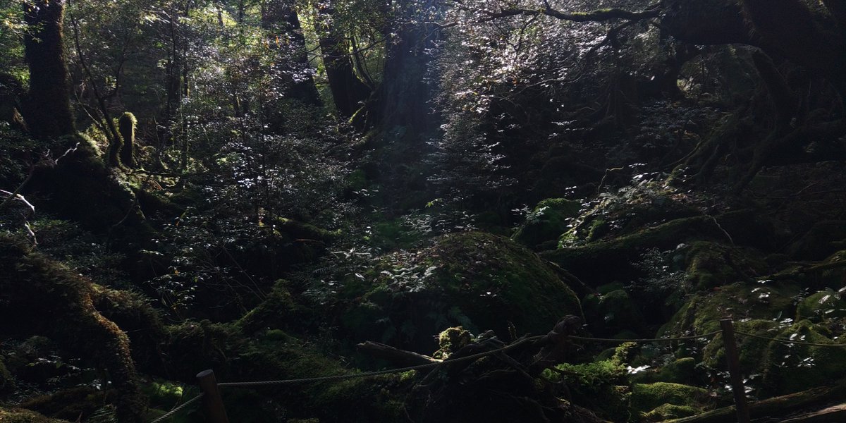 #魅力のある緑を見せてください見た人全員強制 

緑といえば屋久島の白谷雲水峡もだな