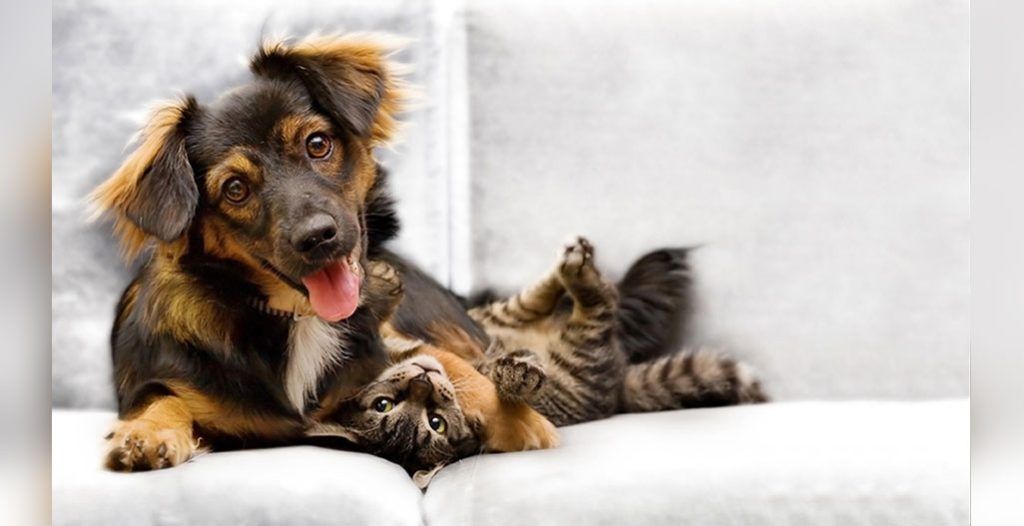 Changes for animal welfare are coming to Saskatchewan with the launch of the Saskatchewan Animal Enforcement Agency (SAEA) on April 1. Read the details now. veterinarypracticenews.ca/strengthening-…