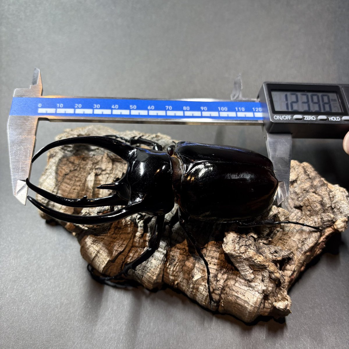 鍬鉄 昆虫SHOP (@KUWATETU2025) / Posts / X