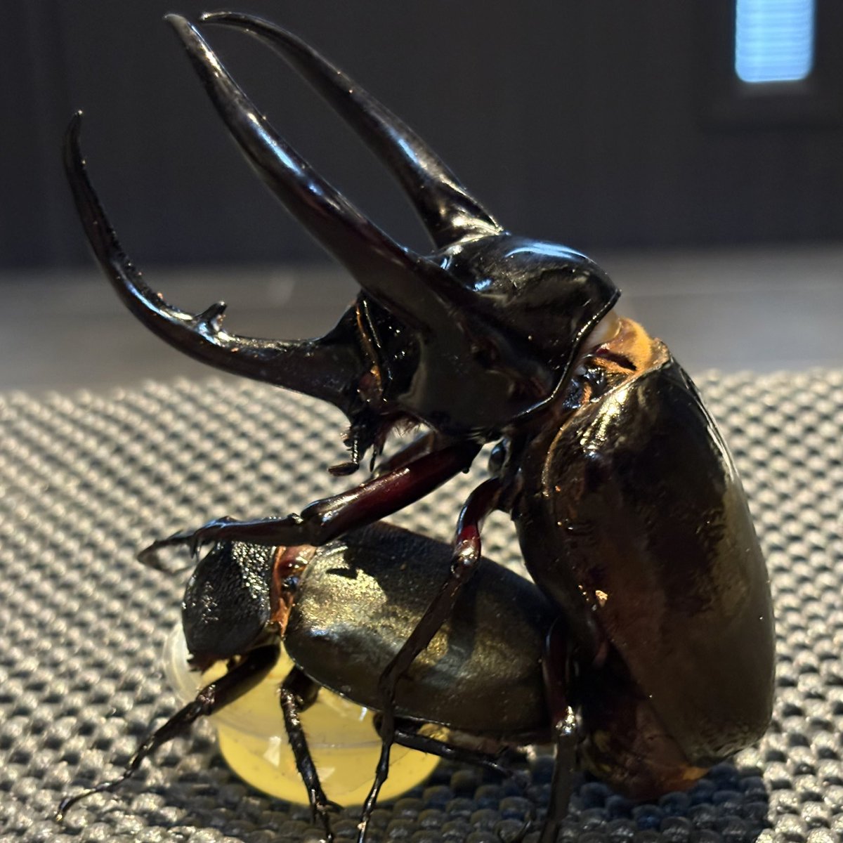 鍬鉄 昆虫SHOP (@KUWATETU2025) / Posts / X