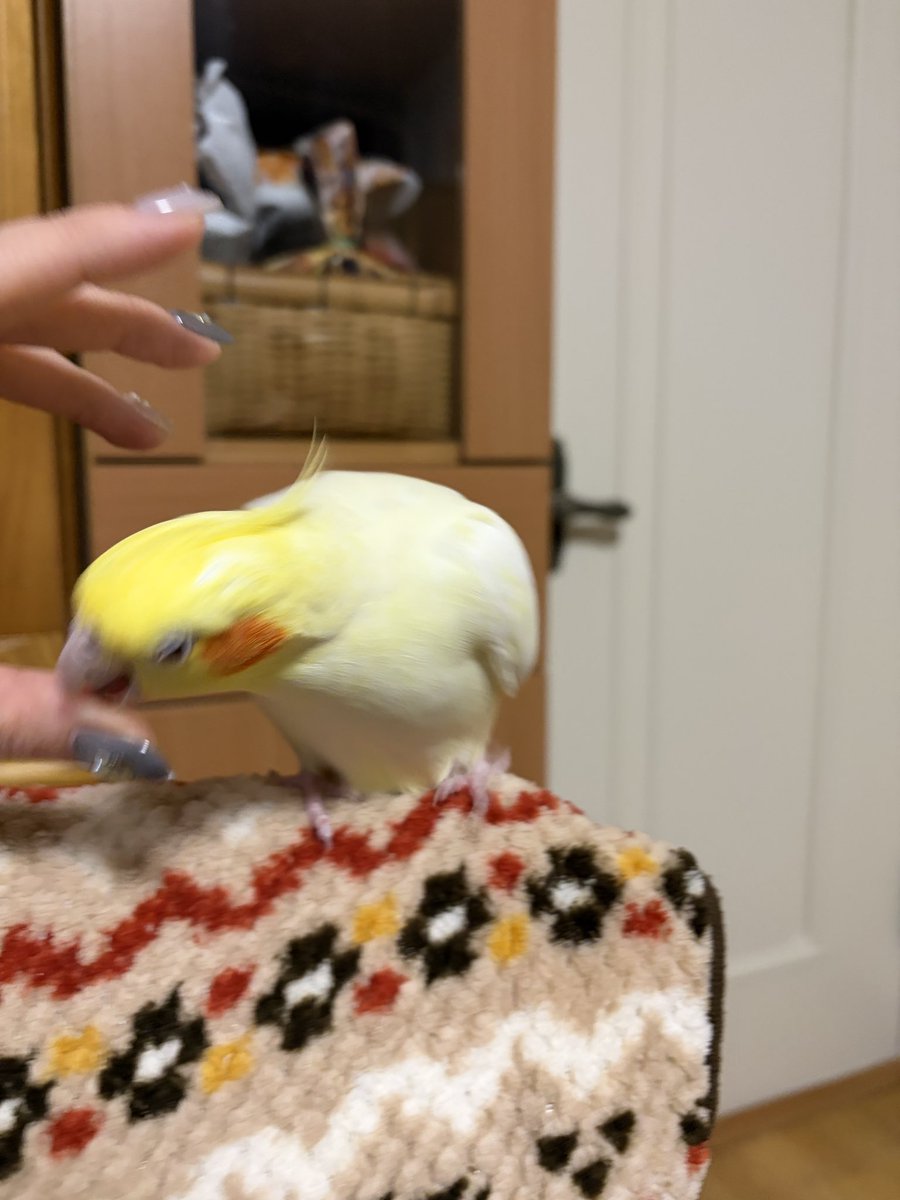 だからこの数秒に何があったんだよ🤦‍♀️ 🐥〈ｶｷｶｷｨ..ﾔﾒﾛｯ