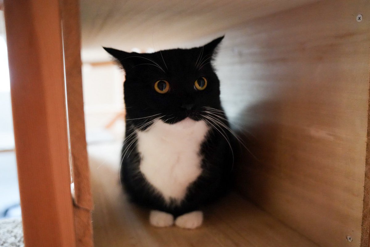 unicouniuni3's tweet image. What even is this creature…