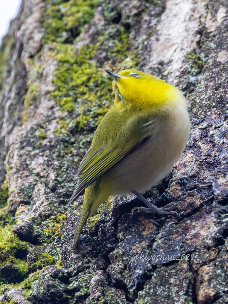 ひよちゃん (@hiyochan2021) / Posts / X