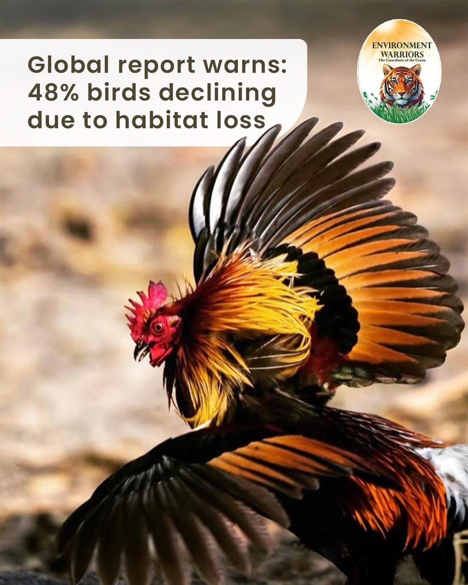 EnvironmentNet0's tweet photo. Every feather tells a forest’s story of balance, beauty, and belonging.

Approximately 48% of the world’s ~11,000 bird species are in population decline, and 1,481 species — nearly 1 in 8 — are now threatened with global extinction, largely due to habitat loss. https://t.co/Uv20vVm0pT