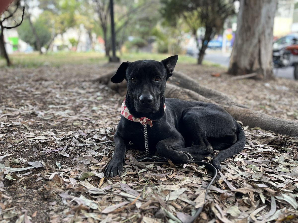 💔 Estoy triste porque nadie quiere adoptarme… 😔

Hola, soy Pucca 🐾
y sigo esperando a que alguien me mire con el corazón.

Busco una familia que me quiera para siempre.🩷
Soy muy unida a mi hermana, y aunque lo ideal sería que nos adoptaran juntitas, también entiendo que a