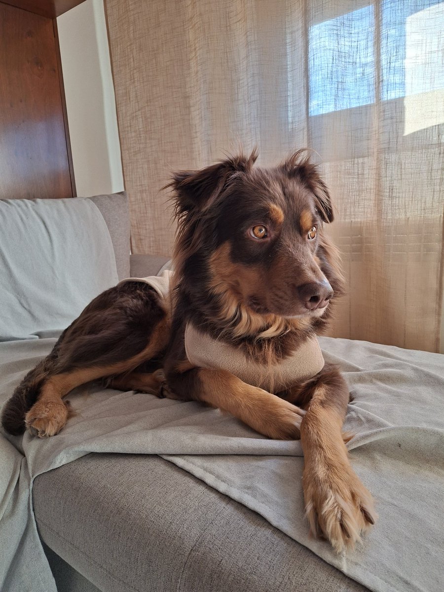 AdrianLLN's tweet image. Es que hasta posa el canalla!