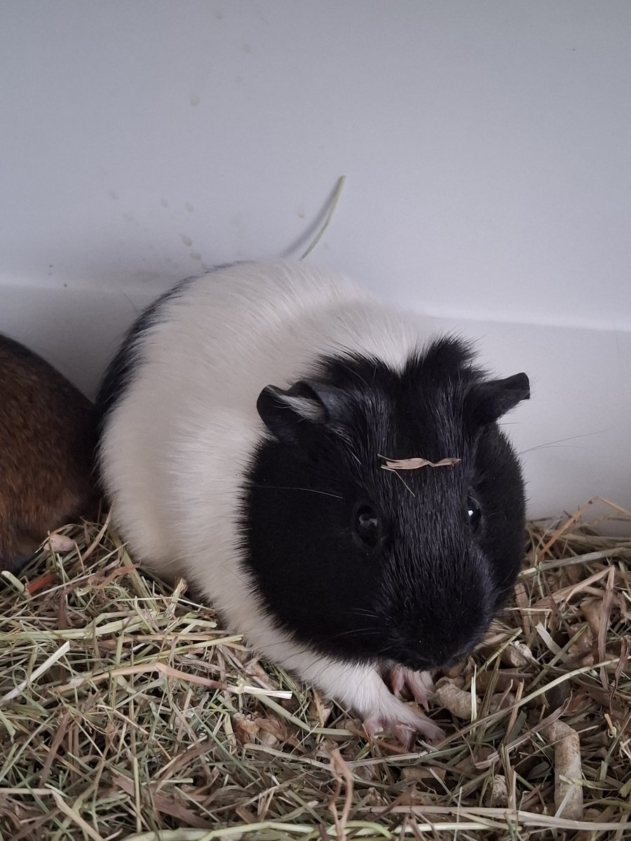 Busuka's tweet image. Начала проявляться на поверхности