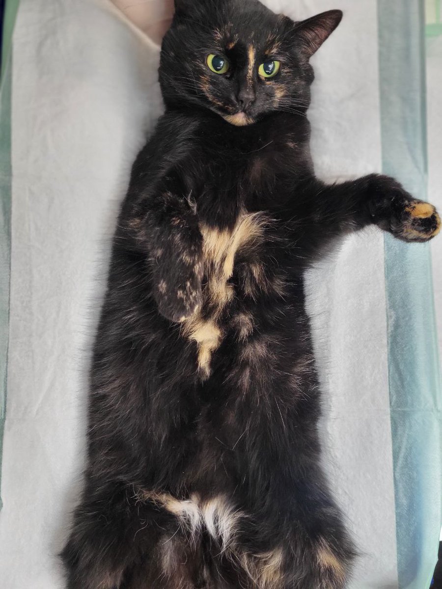 This week, UAnimals helped 1,531 animals!

Some of them are pictured here. In this post, we simply want to thank you for your support.
It is priceless — and it truly saves lives 🐾