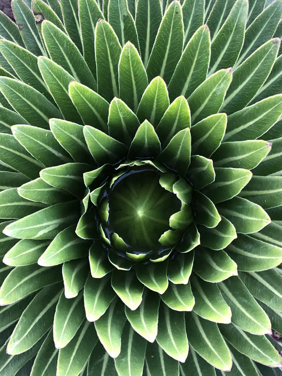 Patrick Leddin tweet media