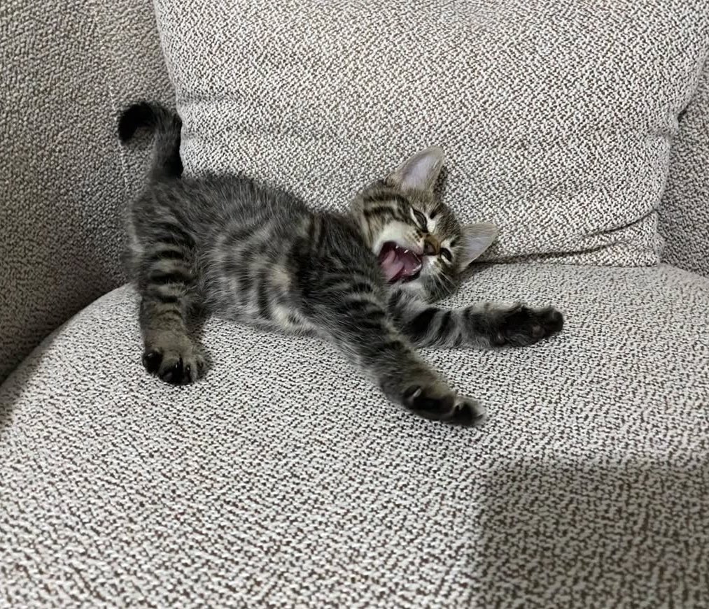 cerezfamilya's tweet image. Minicik bir kaplan yuva arıyor fakat ilanı hiç ama hiç yayılmamış.. 
Bu minik kızın acil desteğe ihtiyacı var🤍
İSTANBUL