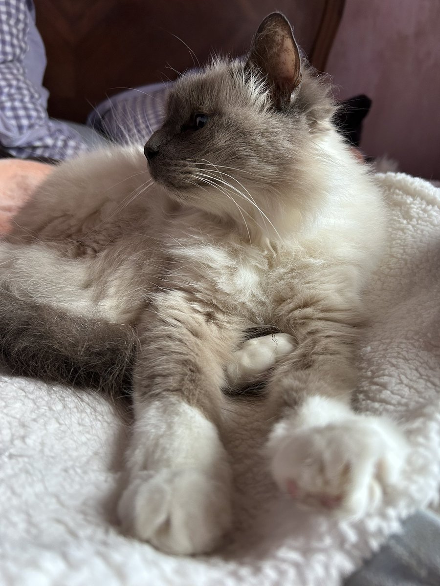 Ganesh LeBirman tweet media