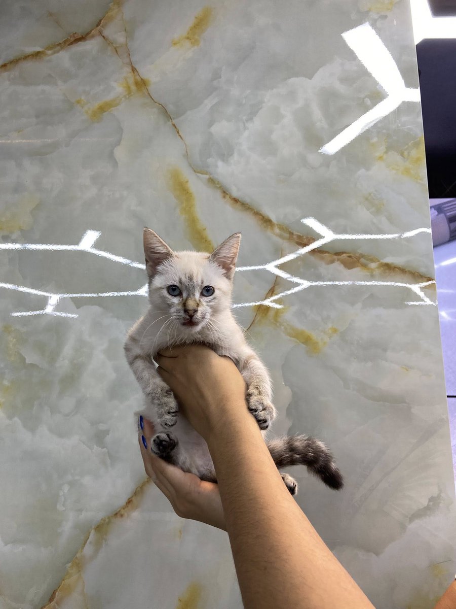 Buenos días acaban de conseguir a esta bella gatica  la  dejaron tiraba abajo de un puente esta en adopción tiene 3 meses aproximadamente estoy en Caracas los chaguaramos.. DIFUNDO CASO DE TERCEROS...