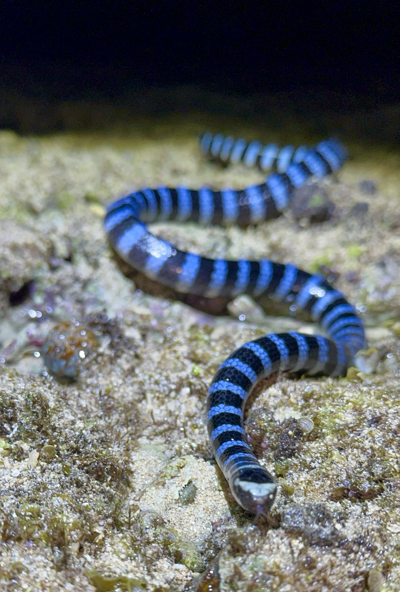 たろう (@exotic_VNCA0523) / Posts / X