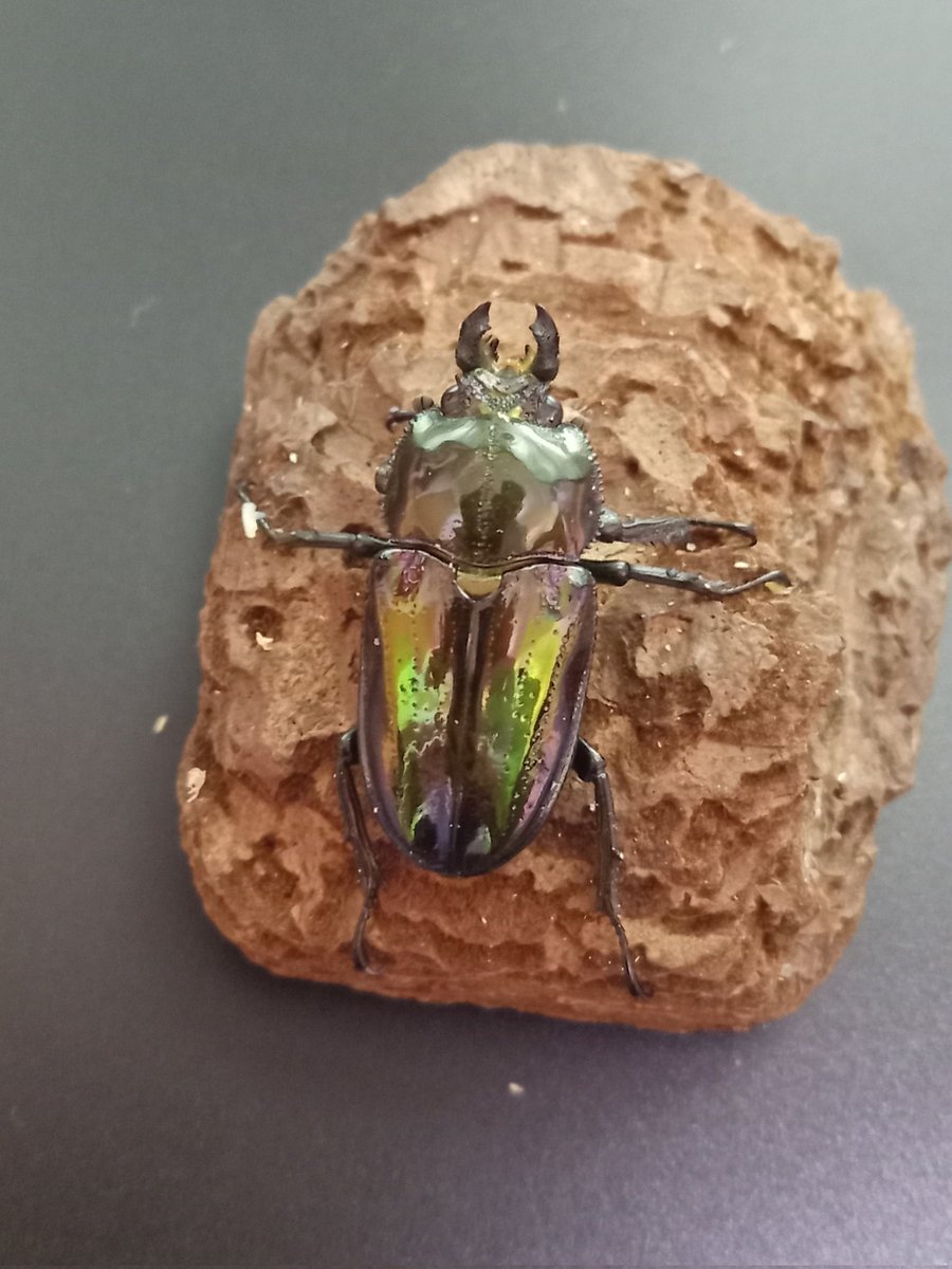 カブ太郎クワ次郎 (@1978insectkbkw) / Posts / X