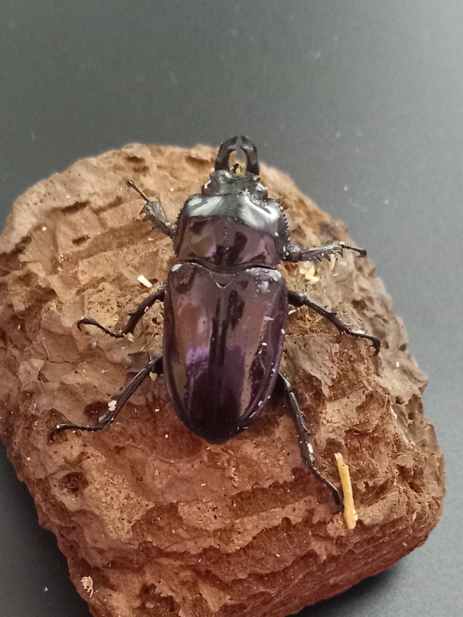 カブ太郎クワ次郎 (@1978insectkbkw) / Posts / X