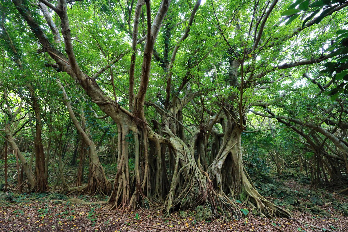 hide_tpit's tweet photo. ガジュマル🌳
沖縄行くと
この木に
必ず元気もらってます🙋
#ファインダー越しの私の世界 
#キリトリセカイ 
#写真好きな人と繋がりたい https://t.co/EjILNhNFB7