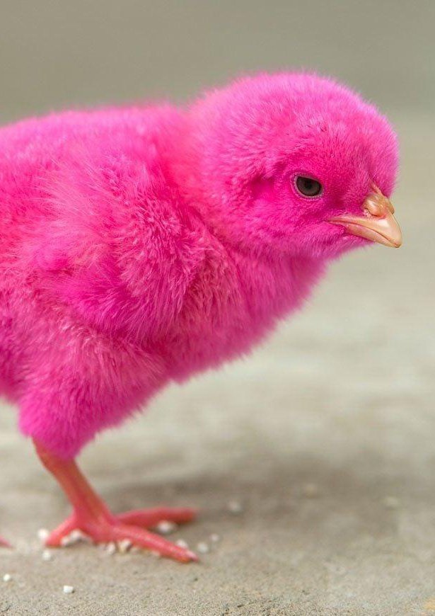 gyumawo_o's tweet image. Scoups as different colored sisiw (chicks 🐥)

– a self indulgent thread