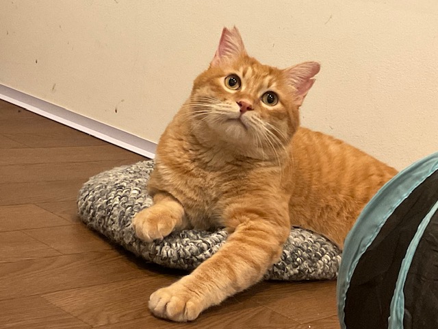 にゃん太商品です 楽天市場】【ラッピング承り中！】にゃん太ごろ寝ぬいぐるみ 85cm 全5