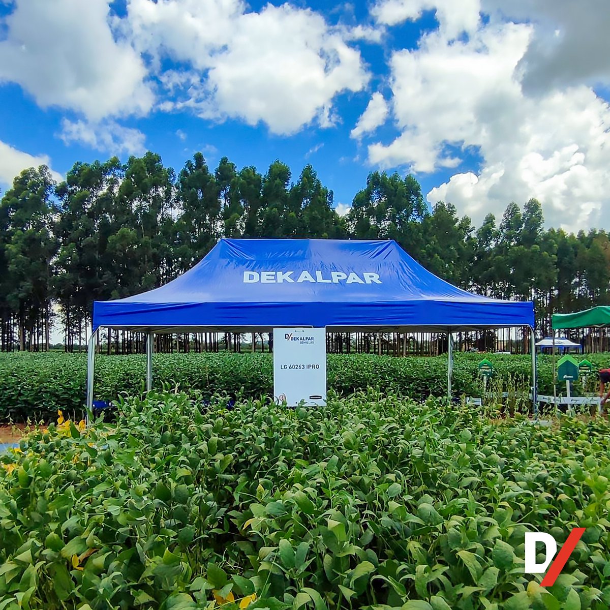 Agradecemos a todos los productores y técnicos que participaron del Día de Campo de Soja 🌱
Gracias a la Coop. Yguazú, por permitirnos ser parte. 🙌

21/01 – Colonia Yguazú 🚜

#Dekalpar #Limagrain #DíaDeCampo #Soja