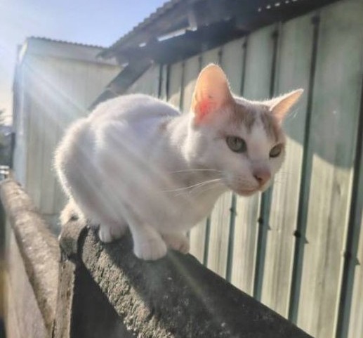 eltuitdemarsh's tweet image. Buscan a Estrella, perdida tras el incendio en Lirquén. Si alguien la ve, por favor retener y comunicarse al +56996119870. Favor RT!
#Lirquén