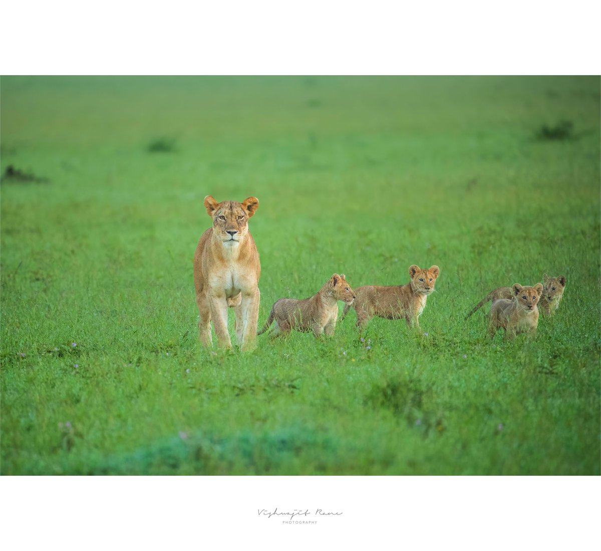 The future of the savanna follows closely behind its fiercest teacher.