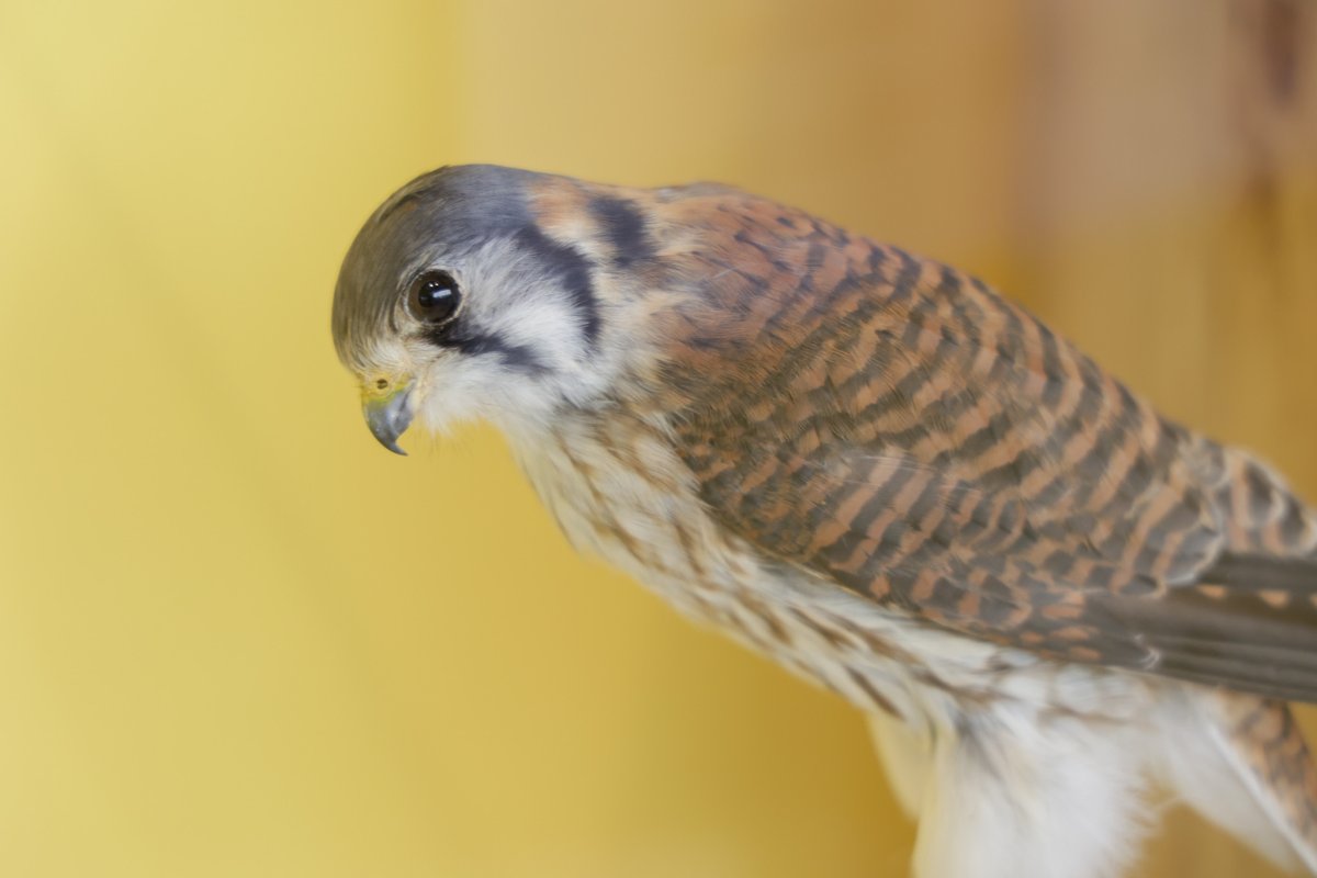 NJStateMuseum's tweet photo. Across New Jersey, there are beautiful and varied habitats that host a tremendous amount of biodiversity. “Ecosystems at Risk” looks at species across the state, discusses threats they face, research being done, and what can be done to protect them. On view through Mar. 15. https://t.co/4BPdgyNtAB