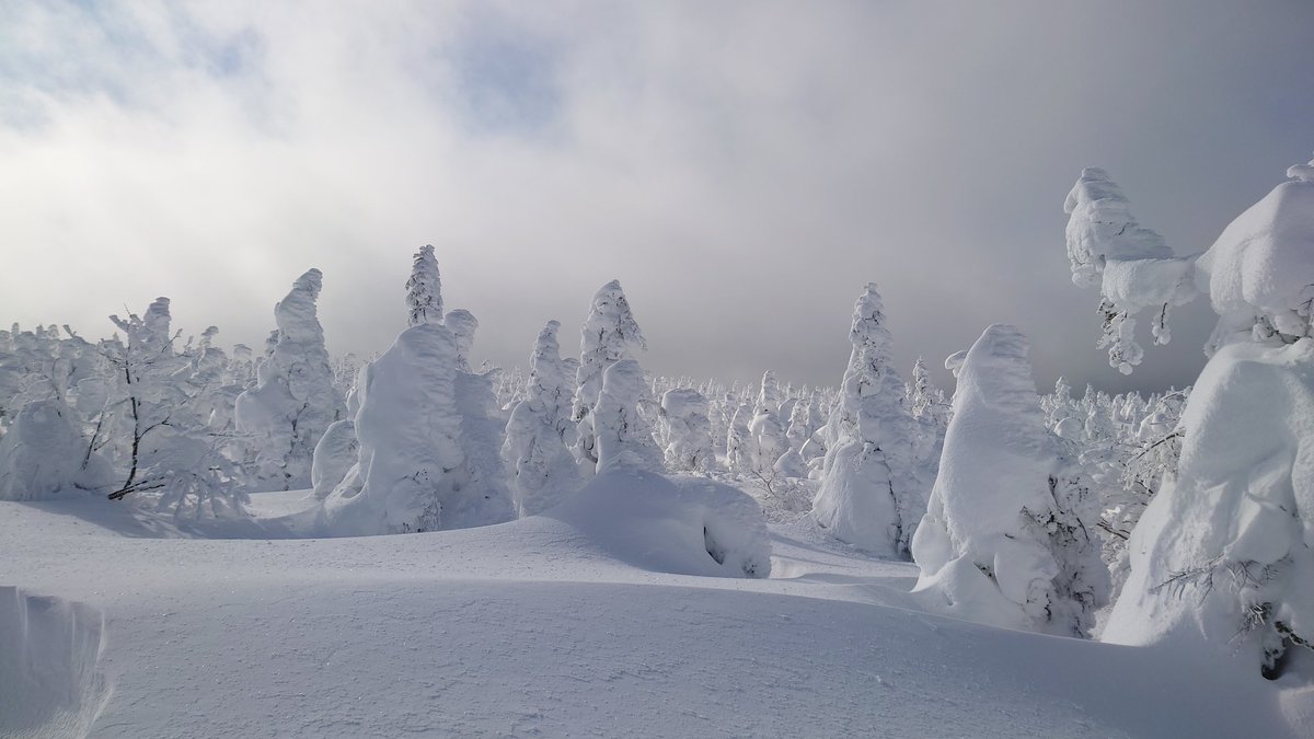 ShoutingJiang's tweet photo. 今年は積雪量が少ないほうですが、樹氷は頑張って成長してます！アイスモンスターになっていくぞ!
#樹氷 #アイスモンスター https://t.co/kLQmx1Mwz9