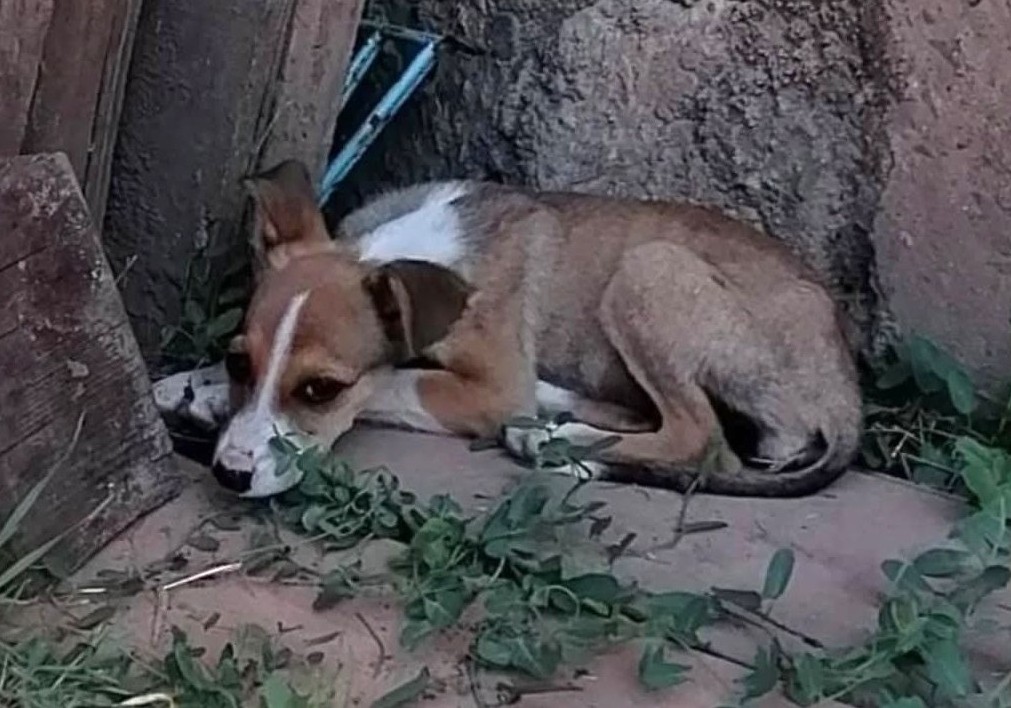 eltuitdemarsh's tweet photo. Lo dejaron abandonado en el patio de una casa en Reñaca. Es pequeñito y muy tímido. Si deseas darle un hogar, comunícate al +56998776653. Favor RT!
#Reñaca https://t.co/TDWz9ZW5IG
