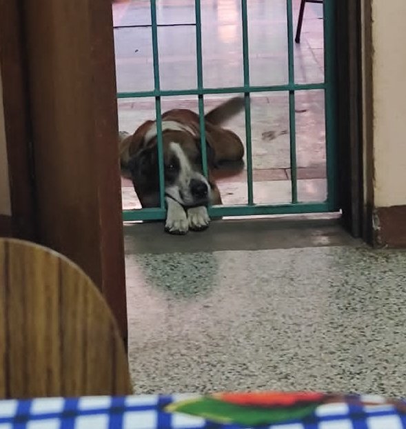 Miren a este perrito manipulador 🥺

Casi me convence de que no hará desastre si lo dejo entrar