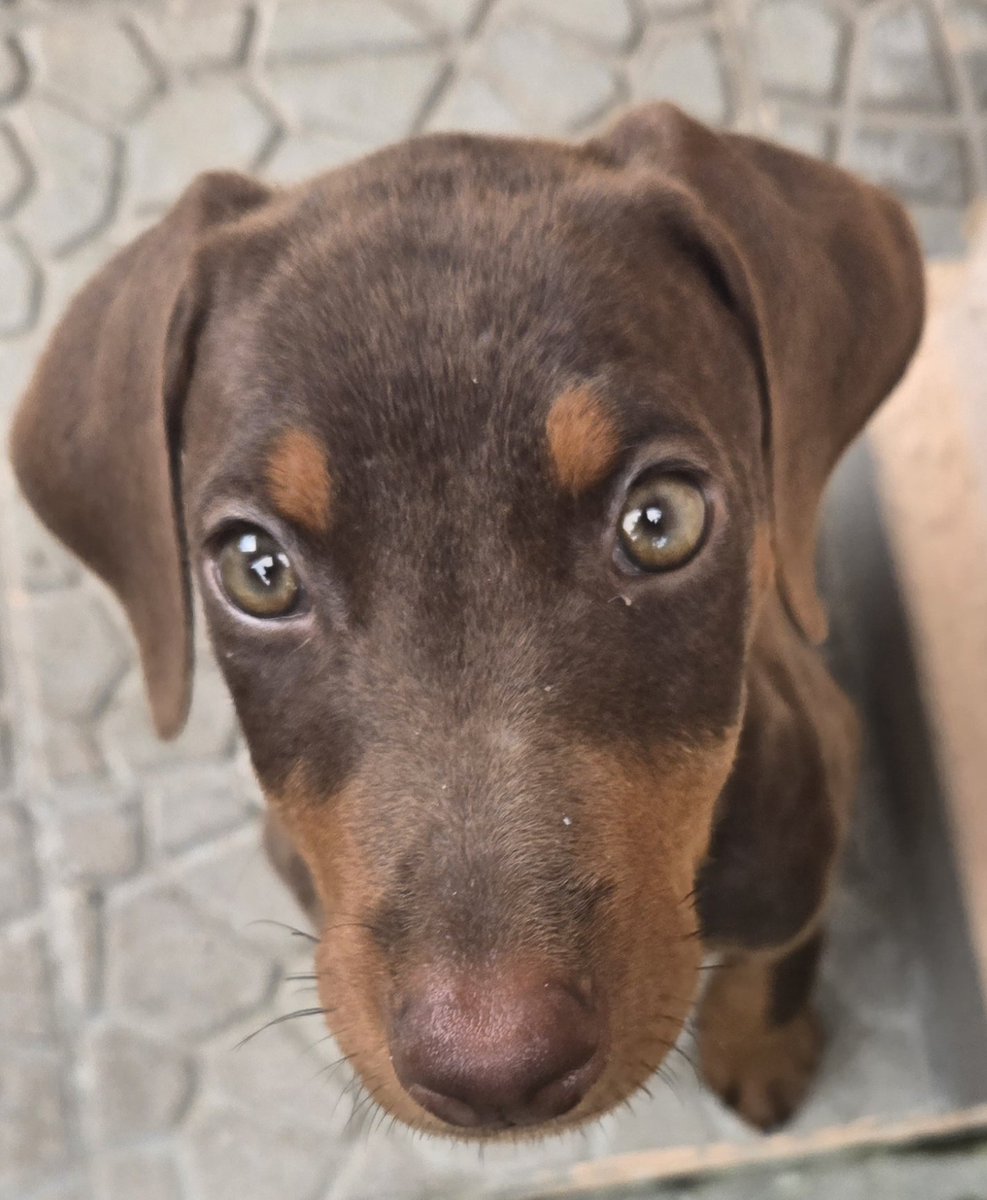 mprts's tweet photo. Compré esta cachorrita Doberman... Que cosita inteligente! 🥰 https://t.co/nsjmggMoW6