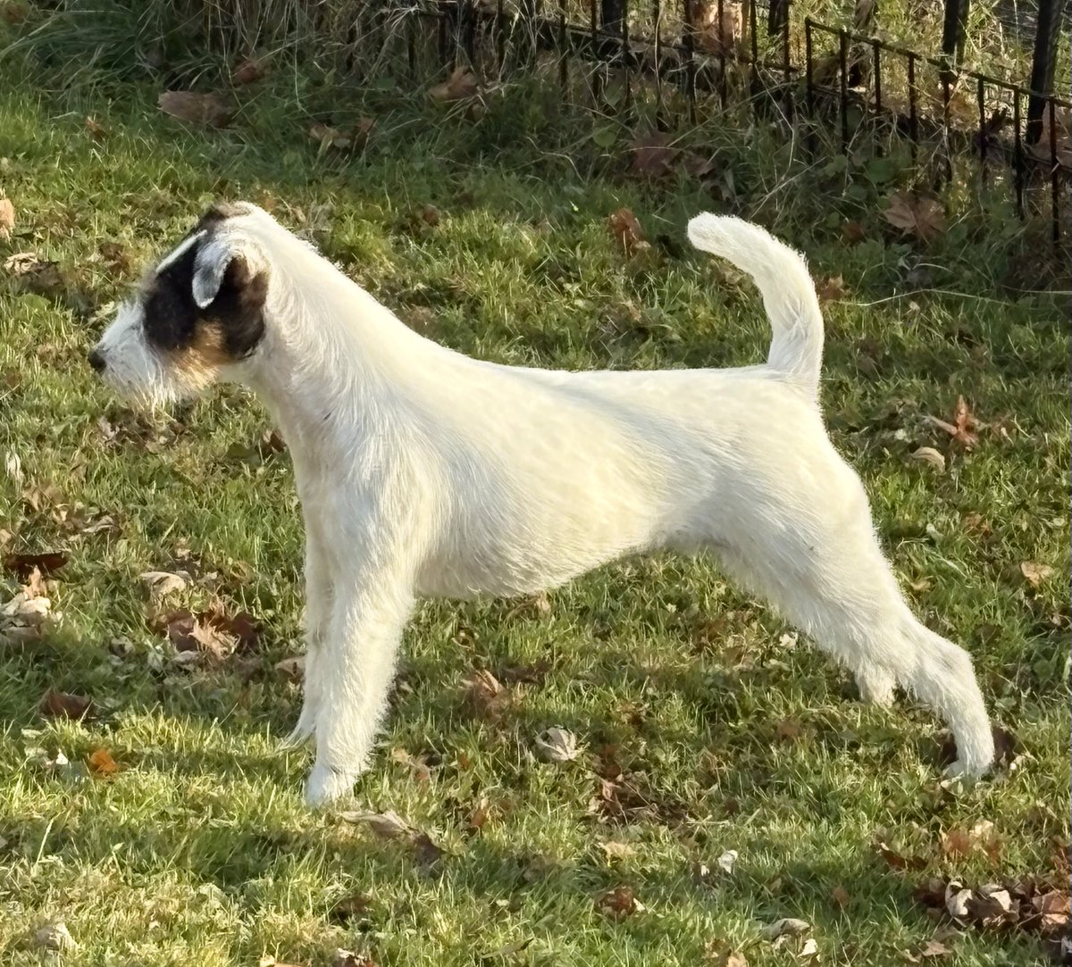 Daisy, Stanley and Gloria, Parson Russell Terriers tweet media