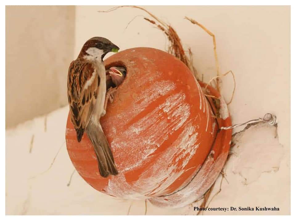 IBCSforall's tweet photo. This isn't just an earthen nest box.. It's a connection between House sparrows and humans, a connection between conservationists and communities. Conserving a species is amalgamation of efforts and people. 
#HouseSparrows 
#IBCS
#StateBirdofBihar
#StateBirdDelhi
#localcommunity https://t.co/ztnFz93tD5