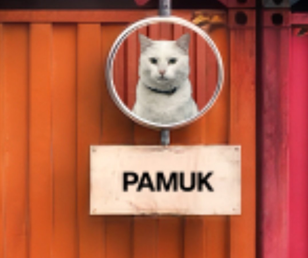 lisali560228148's tweet photo. Tell me you are warching Turkish series without telling me you are watching Turkish series: 
🐈🤍 https://t.co/8UkiENPxyz