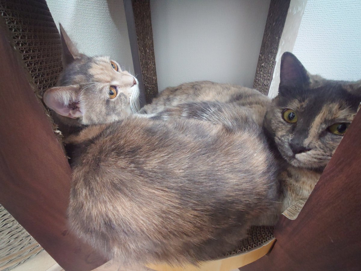 塊魂になりました😺