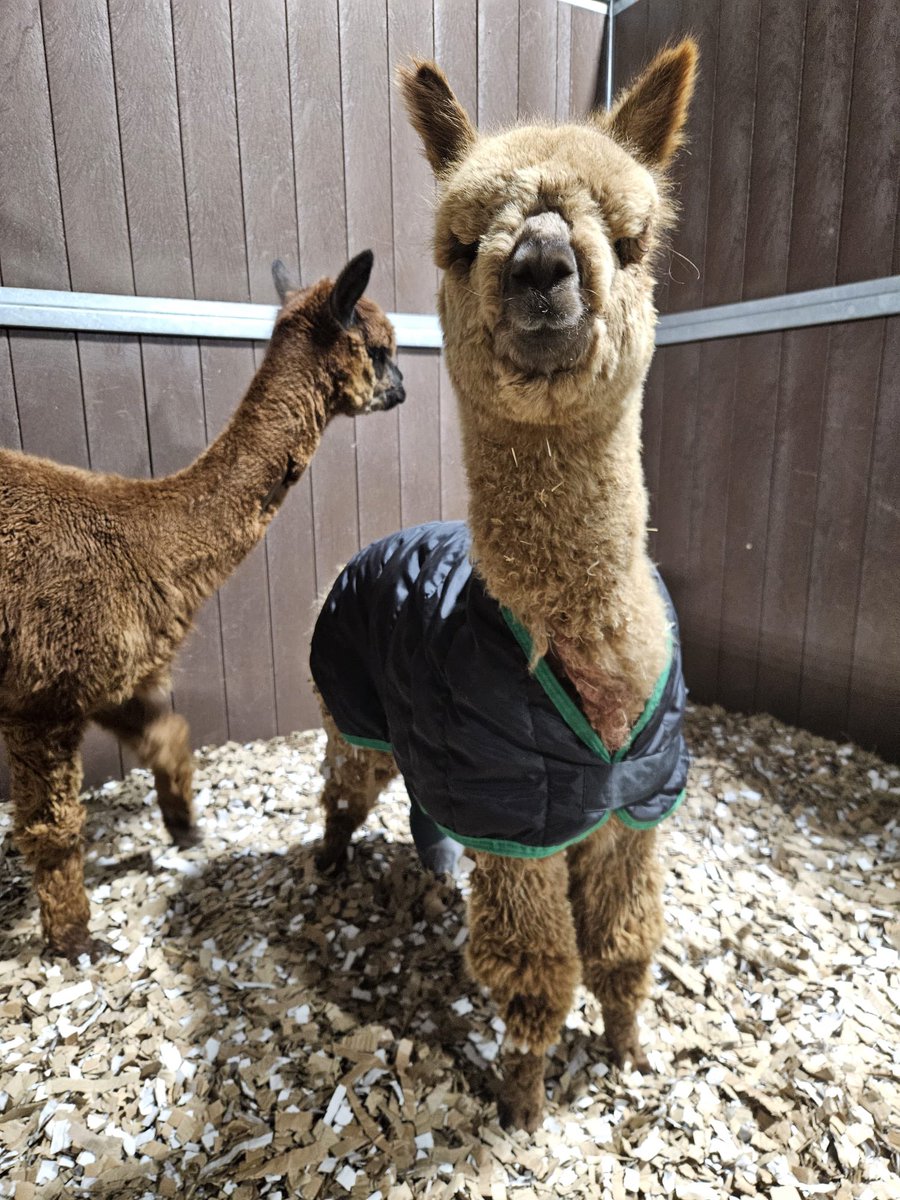 Cliffefarmvets tweet picture