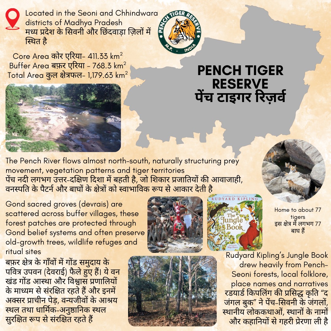 ntca_india's tweet photo. ✨Pench Tiger Reserve✨, Madhya Pradesh, declared under Project Tiger in 1992, derives its name from the Pench River that flows north–south through the landscape and is constituted by Pench National Park together with Pench Wildlife Sanctuary and adjoining buffer forests in Seoni and Chhindwara districts. The reserve protects a classic central Indian landscape of tropical dry and moist deciduous forests dominated by teak, mixed bamboo and open grasslands along river valleys. Pench is a major tiger stronghold and a critical connectivity link between Kanha and Satpura tiger landscapes.  The area is closely associated with Gond and Baiga tribal communities. Pench is also known to be the inspiration for Rudyard Kipling’s famour classic, The Jungle Book.

✨पेंच टाइगर रिज़र्व✨ (मध्य प्रदेश), जिसे 1992 में प्रोजेक्ट टाइगर के अंतर्गत घोषित किया गया, अपना नाम पेंच नदी से प्राप्त करता है, जो इस पूरे क्षेत्र से उत्तर–दक्षिण दिशा में बहती है। यह रिज़र्व पेंच राष्ट्रीय उद्यान, पेंच वन्यजीव अभयारण्य और सिवनी व छिंदवाड़ा ज़िलों में स्थित आसपास के बफ़र वनों को मिलाकर गठित किया गया है। यह रिज़र्व मध्य भारत के एक विशिष्ट परिदृश्य की रक्षा करता है, जहाँ उष्णकटिबंधीय शुष्क और नम पर्णपाती वन, सागौन प्रधान जंगल, मिश्रित बाँस और नदी घाटियों के साथ फैले खुले घास के मैदान पाए जाते हैं। पेंच बाघों का एक प्रमुख गढ़ है और कान्हा तथा सतपुड़ा टाइगर परिदृश्यों के बीच एक अत्यंत महत्वपूर्ण पारिस्थितिक संपर्क कड़ी के रूप में कार्य करता है। यह क्षेत्र गोंड और बैगा आदिवासी समुदायों के जीवन और संस्कृति से गहराई से जुड़ा हुआ है। पेंच को प्रसिद्ध लेखक रडयार्ड किपलिंग की विश्व-प्रसिद्ध कृति “द जंगल बुक” की प्रेरणा स्थली के रूप में भी जाना जाता है।

@PenchMP @minforestmp @PMOIndia @moefcc @wii_india @MSTrIPES @PIB_India @EnvironmentPib @IBCA_official @Unitedfortigers