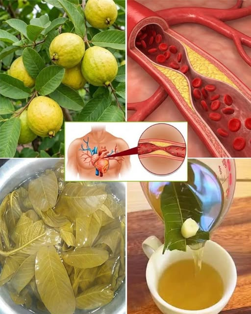 Your Natural Remedies tweet media