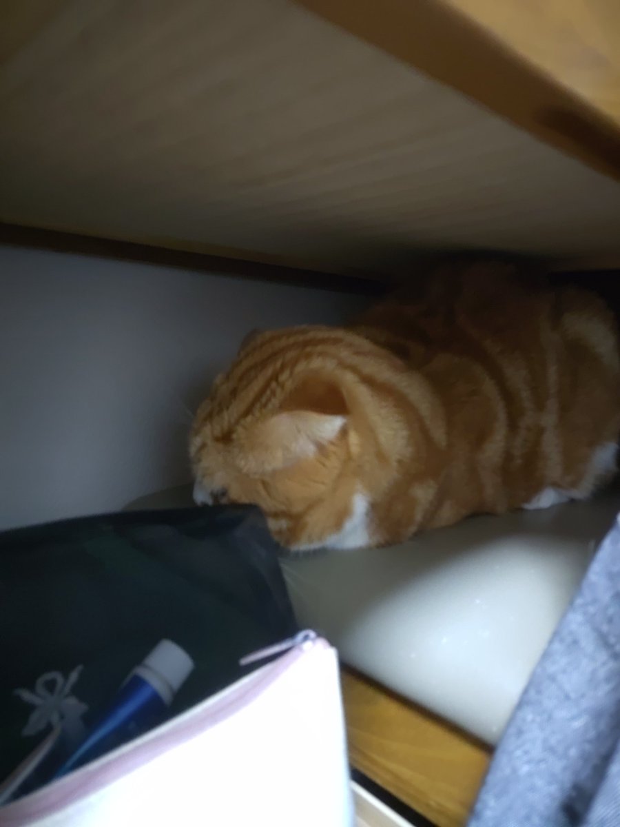 daikichimaruhan's tweet photo. #猫のいる暮らし 
遊んでもらえないから、机の下でいじけるマロン🌰 https://t.co/5D0ZmZTn3t