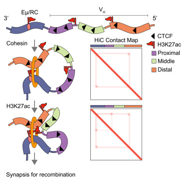 Molecular Cell tweet media