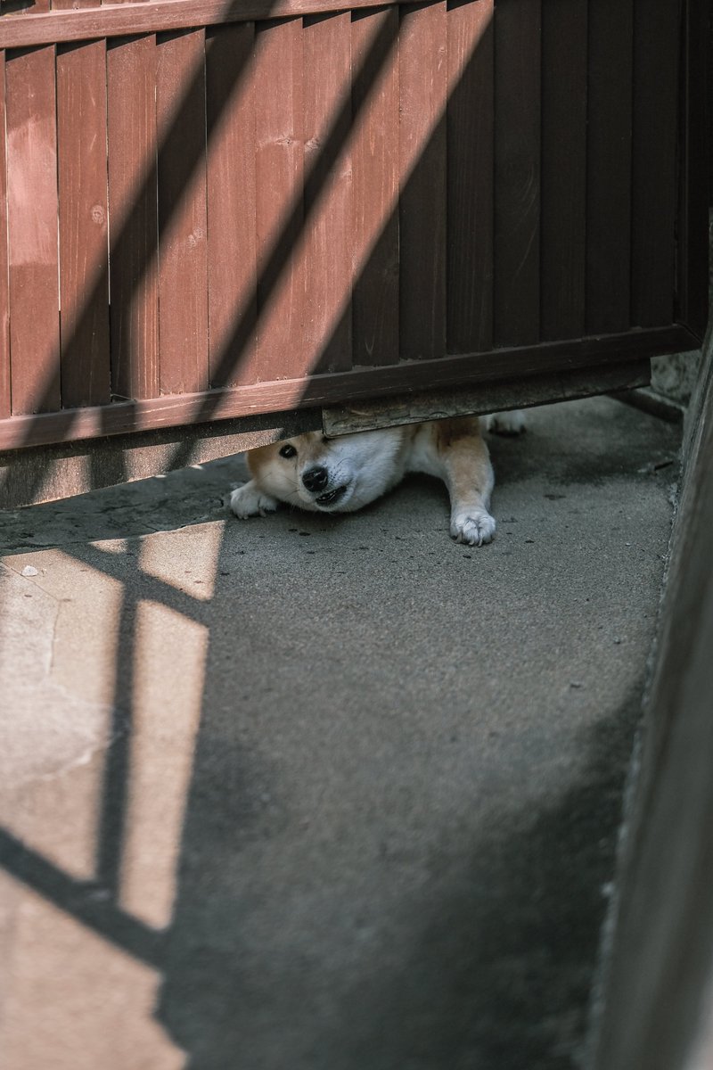 kobateck's tweet image. どうしてもワイに吠えたかった和歌山の犬